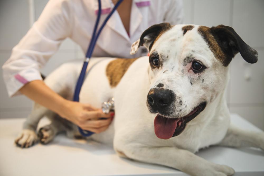 Bolezni srca so pri psih relativno pogost vzrok za obisk pri veterinarju. Pojavijo se lahko v vseh starostnih obdobjih, vendar so pogostejše pri starejših živalih.