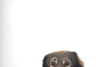 Kolumna: Vragolije vesele kraševke, 8. del