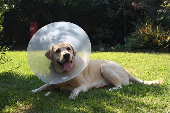 Do leta 2002 je tako imenovane minimalne cene veterinarskih storitev določala Veterinarska zbornica Slovenije, ki je imela v svojih aktih tudi napisano, kakšne sankcije lahko doletijo tistega veterinarja ali veterinarsko organizacijo, ki tega cenika ne spoštuje.