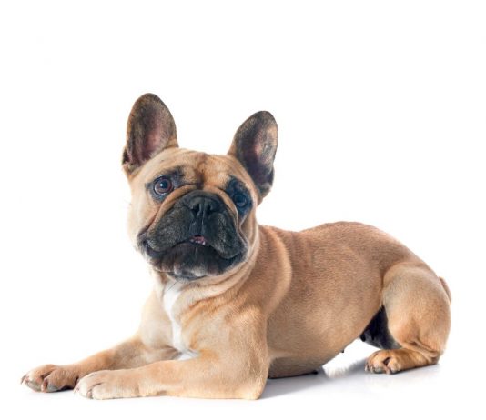 Francoski buldog