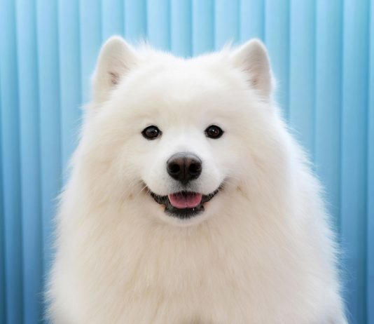 Samojed