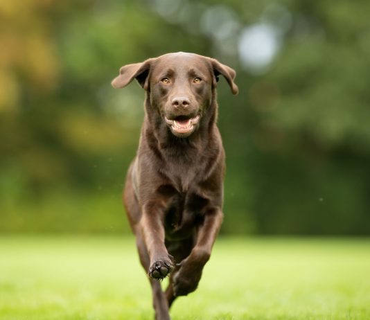 Labradorec