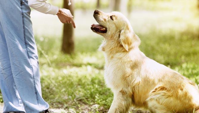 Načela šolanja psa