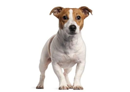 Jack Russell terier