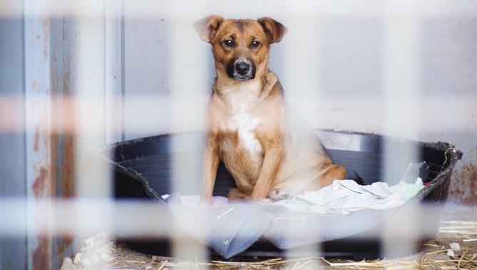 Najpogostejše zmote o posvajanju psov