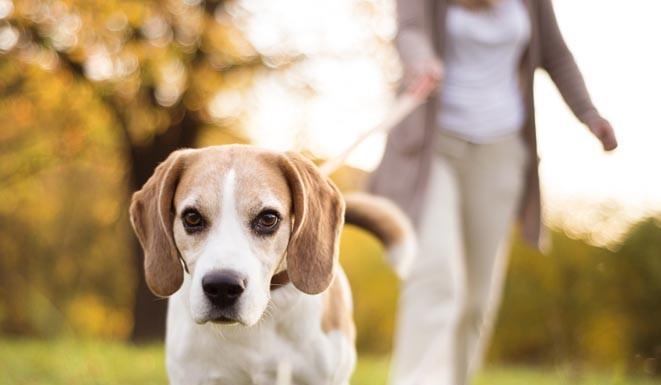 Pasji sprehajalni bonton: 7 nasvetov za prijetnejši sprehod s psom