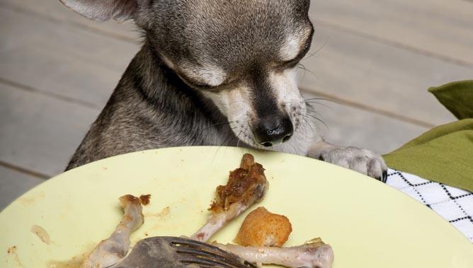Vprašajte pasjo psihologinjo: Prosjačenje pri mizi