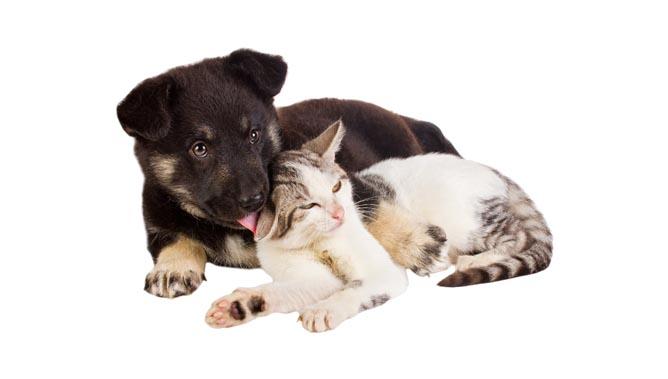 Socializacija pasjega mladiča – kdaj, s čim in kako se je lotiti