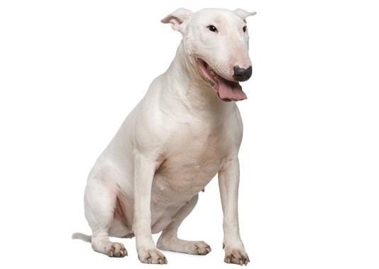 Bulterier