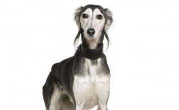 Saluki (Perzijski hrt)