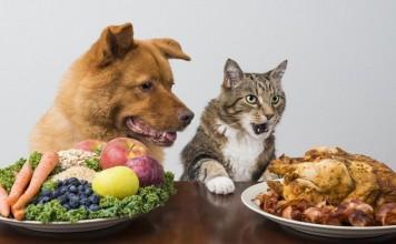 Ali je pes lahko vegetarijanec?