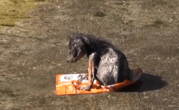 VIDEO: Brezdomec odreže nogo psu in ga zavrže. Njegovo okrevanje vas bo ganilo do solz!