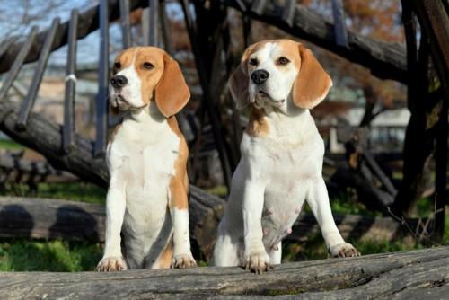 beagle-predstavitev-pasme-1