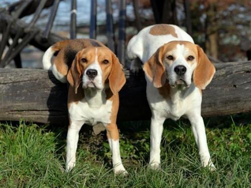 beagle-predstavitev-pasme-2