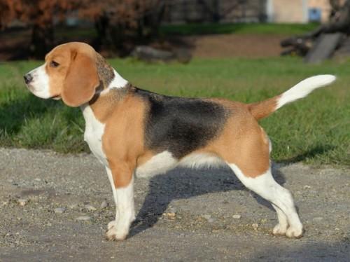 beagle-predstavitev-pasme-3