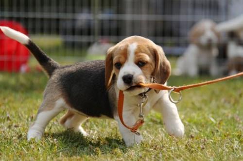 beagle-predstavitev-pasme-4