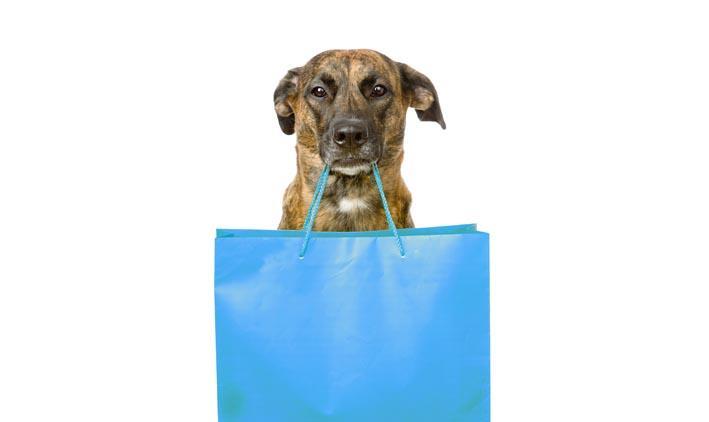 funny dog with shopping bag. isolated on white background