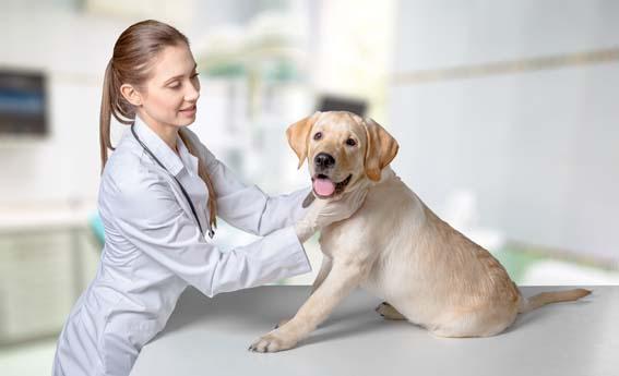 Zakaj izbrati veterino, ki se ukvarja tudi s holističnim zdravljenjem živali?