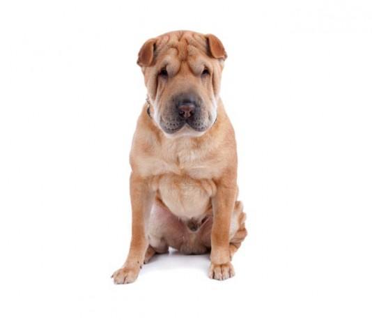 Shar-pei