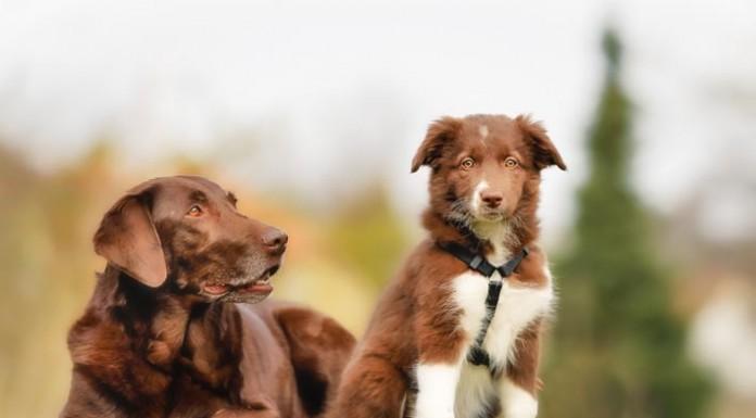 Čudežni naravni priboljški za zdravje in dobro počutje vašega ljubljenčka