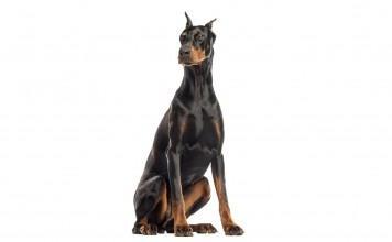 Doberman