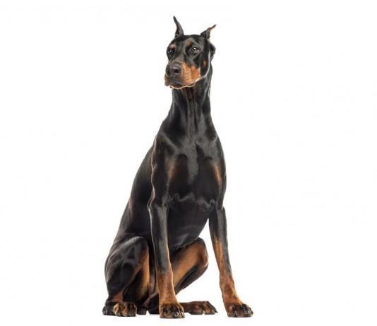 Doberman