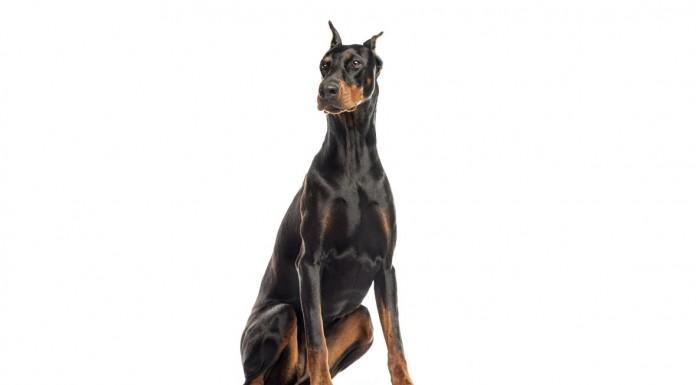 Doberman