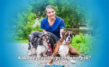 Kako se pravilno približamo psu?