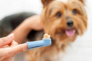 Redna skrb za čiščenje zob vašega psa ga lahko zaščiti pred različnimi težavami. Najpogostejša posledica slabe higiene je parodontalna bolezen oziroma parodontoza.