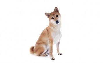 Shiba Inu