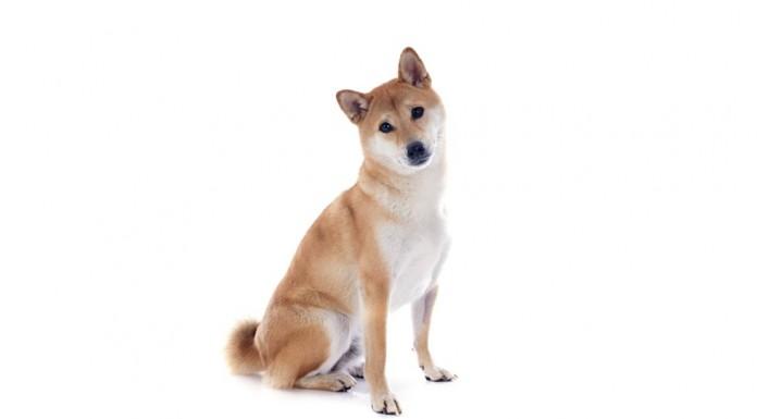 Shiba Inu