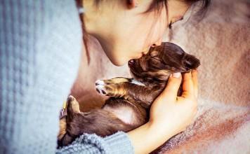 Ste pripravljeni na pasjega mladička?