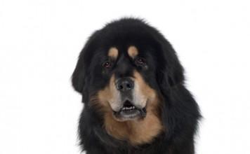 Tibetanski mastif
