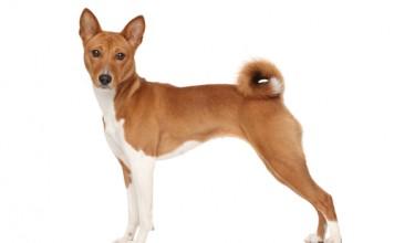 Basenji