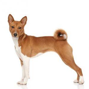 basenji