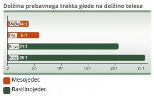 prebavni-trakt-dolžina-telesa