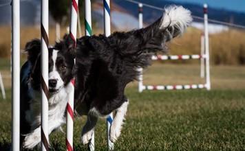 Agility – aktivnost, ki zbližuje psa in človeka