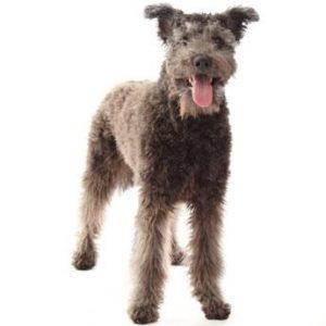 pumi