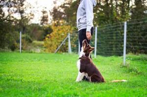 obedience-kinoloska-disciplina-ki-se-uveljavlja-tudi-v-sloveniji 
