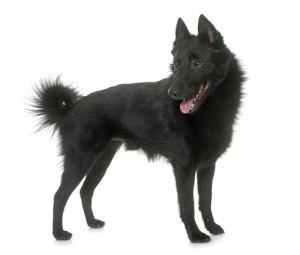 schipperke