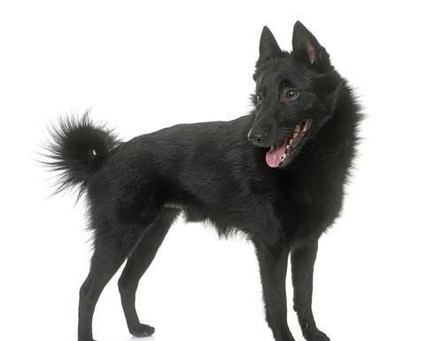 Schipperke