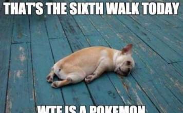 Več sprehodov za zavetiške kužke zaradi igre Pokemon Go?
