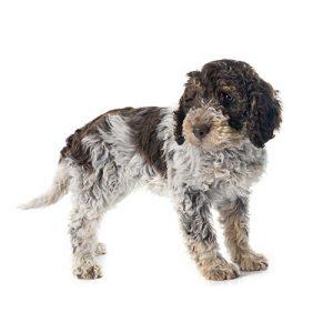 lagotto-romagnolo