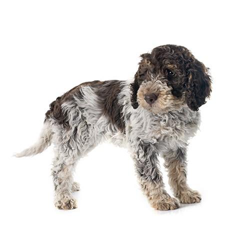 Lagotto romagnolo