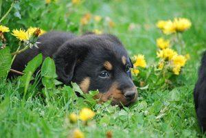 beauceron-2