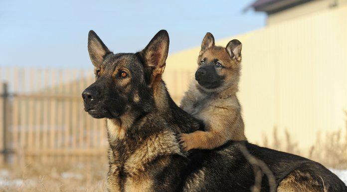 Od volka do hišnega ljubljenčka, 1. del
