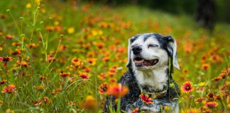 pasji starček uživa na polju