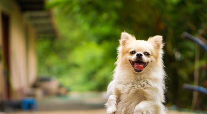 Katera čustva občutji psi?