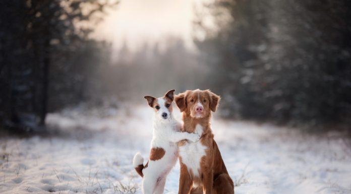 Ali moj pes potrebuje prijatelja?