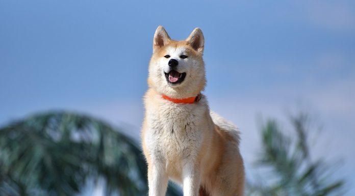 Akita inu